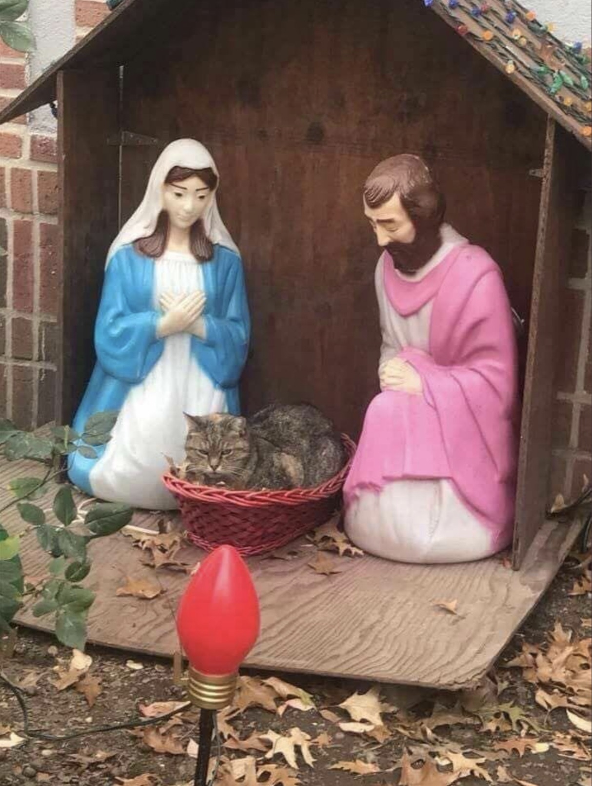 cat in nativity scene